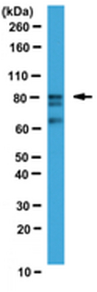 Anti-WAC Antibody, NT | ABE472